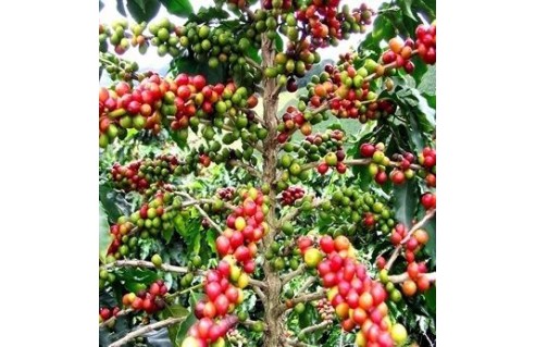 Coffea (Caféier - Café - arabica - robusta)