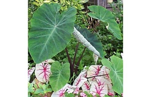 Colocasia (Chou-chine, Coboué, Madère, Taro)