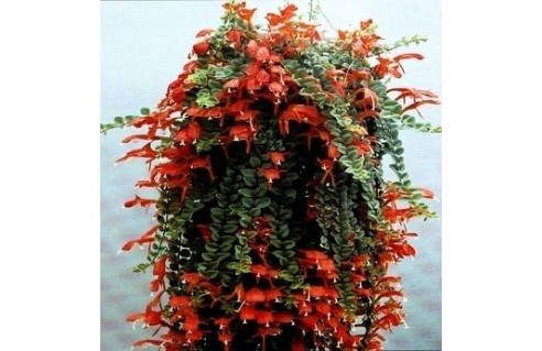 Columnea (Columnéa) Columnea (Columnéa)