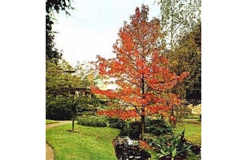 Copalme d'Amérique (Liquidambar)