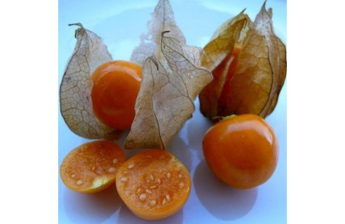 Coqueret (Physalis peruviana)