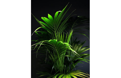 plantes à l'ombre