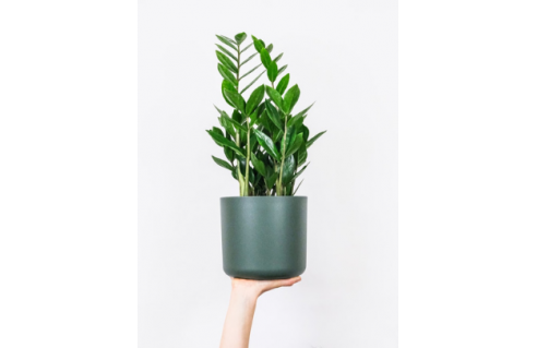 Plantes faciles à entretenir