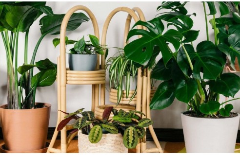 Toutes les plantes