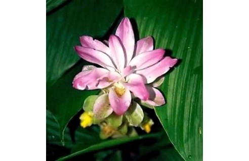 Curcuma (Safran des Indes)