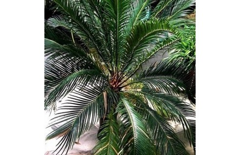 Cycas (Cycas) 