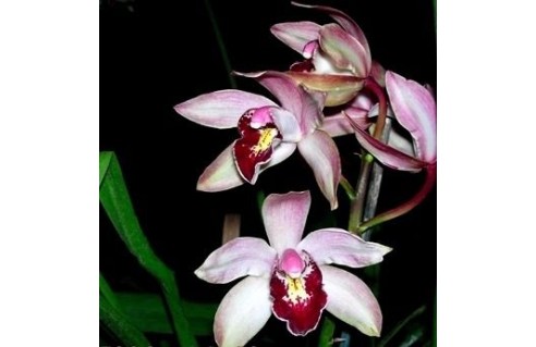 Cymbidium