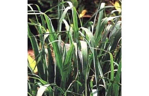 Cymbopogon (Citronnelle de Madagascar - Verveine de l'Inde - Verveine de Ceylan)