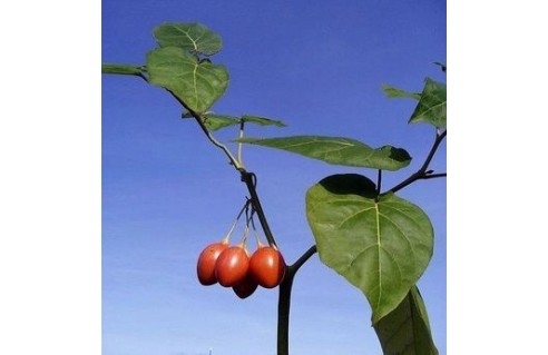 Cyphomandra (Tomate en arbre - Arbre à tomates - Cyphomandre bétacé)