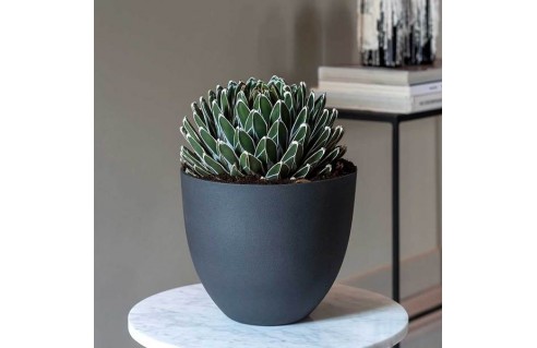 Plante avec pot décoratif