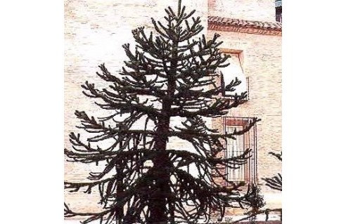 Désespoir des singes (Araucaria)