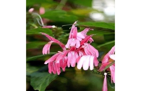 Dianthera (Justicia)