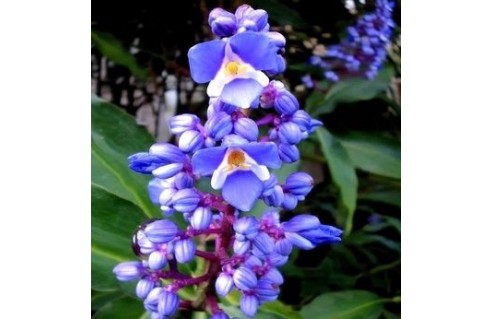 Dichorisandra (Gingembre bleu) 