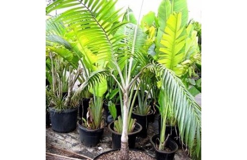 Dictyosperma