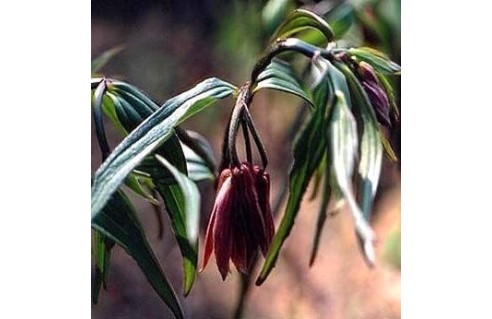 Disporum