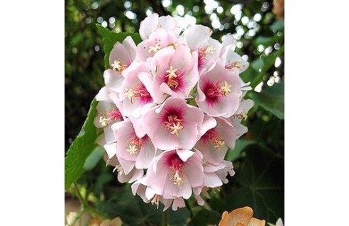Dombeya (Hortensia en arbre)