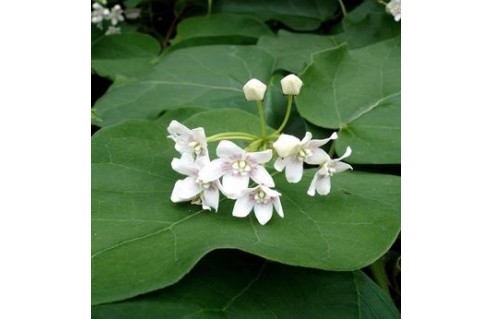 Dregea (Wattakaka)