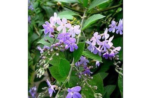 Duranta (Durante - Vanillier de Cayenne - Vanillier marron)