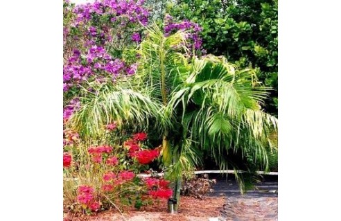 Dypsis (Palmier trièdre)