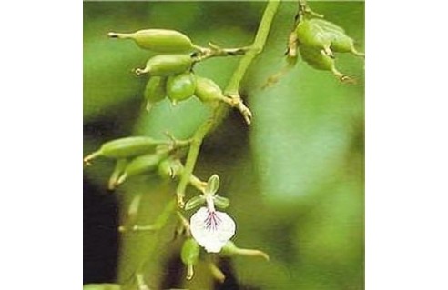 Elettaria (Cardamome) 