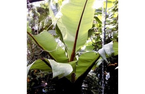 Ensete (faux bananier)