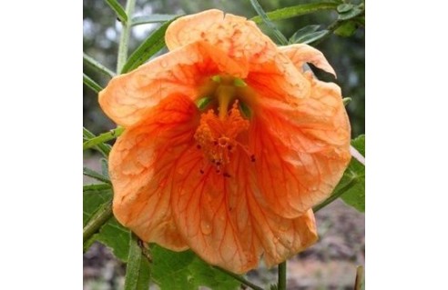 Erable d'appartement (Abutilon)