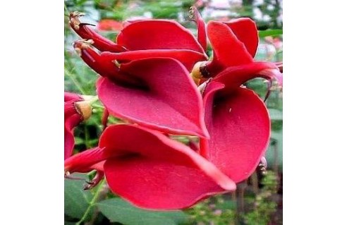Erythrina (Erythrine crête de coq)