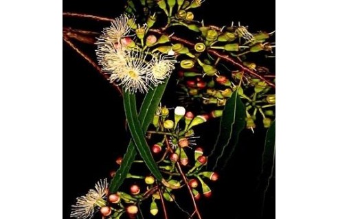 Eucalyptus (Gommier - Eucalyptus)