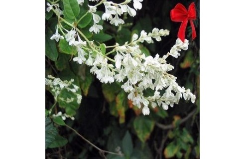 Fallopia (renouée d'aubert ou de Chine)