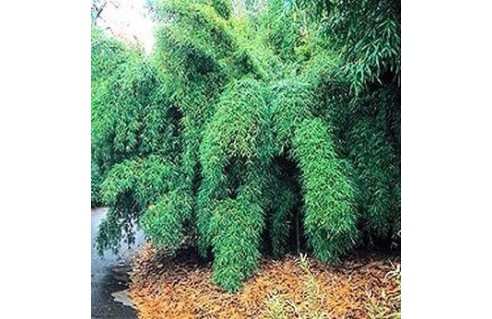 Fargesia (Bambou pleureur)