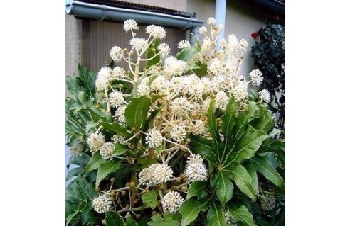 Fatsia (Aralia du Japon)