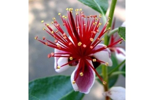 Feijoa, Goyavier de Montevideo (Acca)