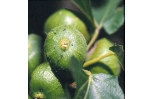 Ficus (Figuier)