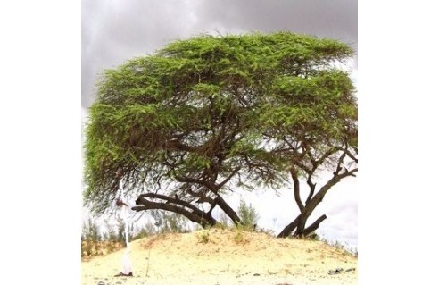 Filao (Casuarina)
