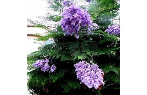 Flamboyant bleu (Jacaranda)