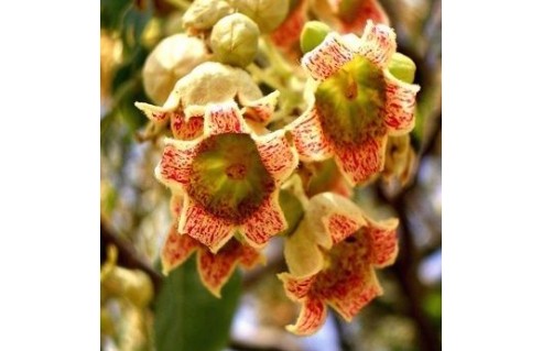 Flamme australienne (Brachychiton)