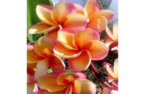 Frangipaniers (Plumeria)