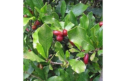 Fruit Miracle