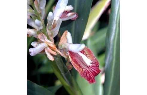 Galanga, Gingembre d'ornement, Alpinie (Alpinia)