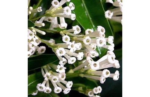 Galant de jour (Cestrum diurnum)