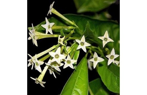Galant de nuit (Cestrum nocturnum)