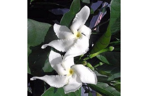 Gardénia de Floride (Tabernaemontana)