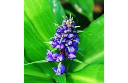 Gingembre bleu (Dichorisandra)