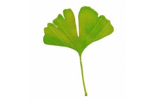 Ginkgo (Arbre aux quarante écus)