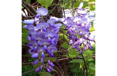 Glycine (Wisteria)