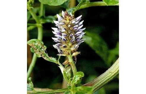 Glycyrrhiza (Réglisse)