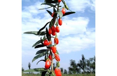 Goji (Lycium)