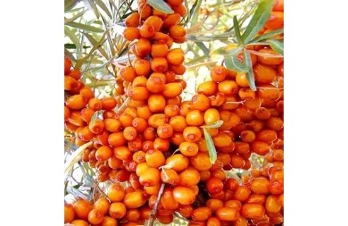 Goji des Alpes