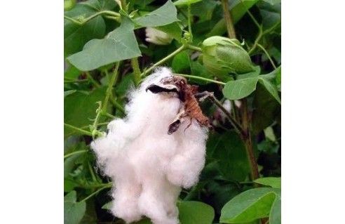 Gossypium (Arbre à coton, Cotonnier arbustif)