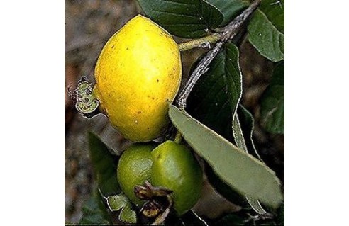Goyavier (Psidium)